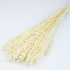 LSF Wholesale Bleached White Avena Bunch Oats Dried Grasses