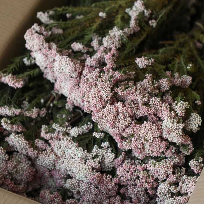 Fringed Rice Flower Pink Rice Flower Bunch - Bulk Box of 20 – LSF Wholesale