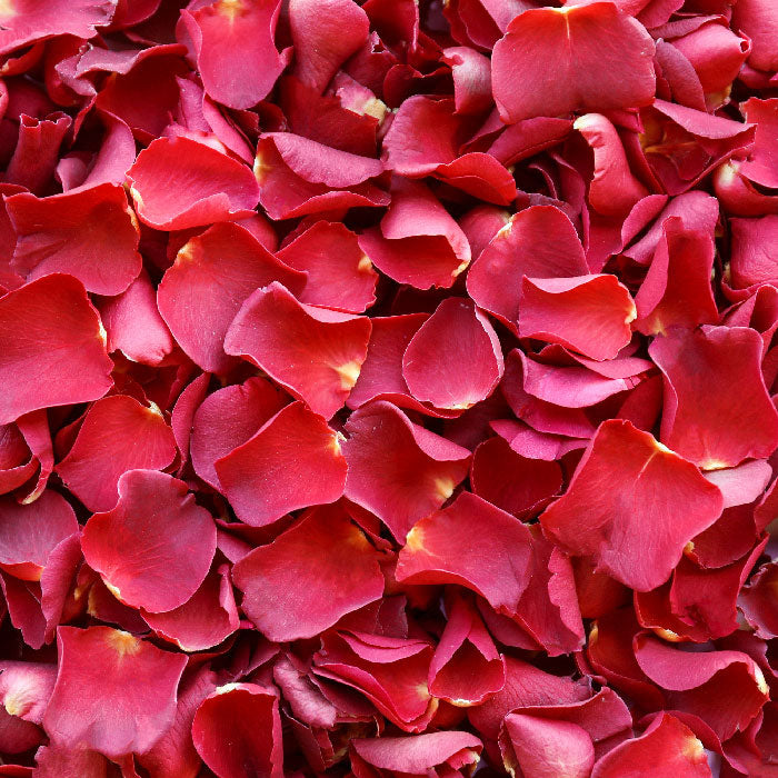 Romantic Red Rose Petals