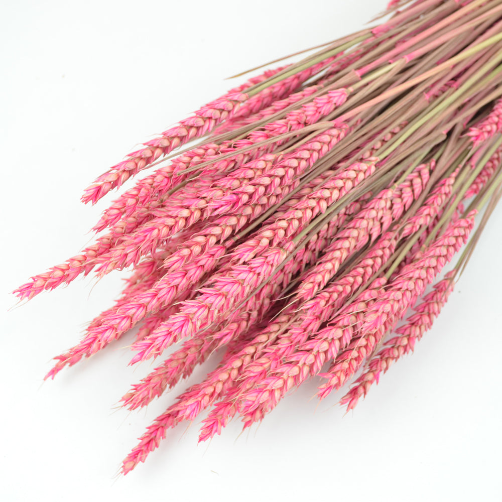 Pink wheat bunch