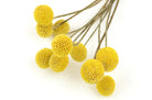 Yellow Craspedia - Also known as Billy Buttons